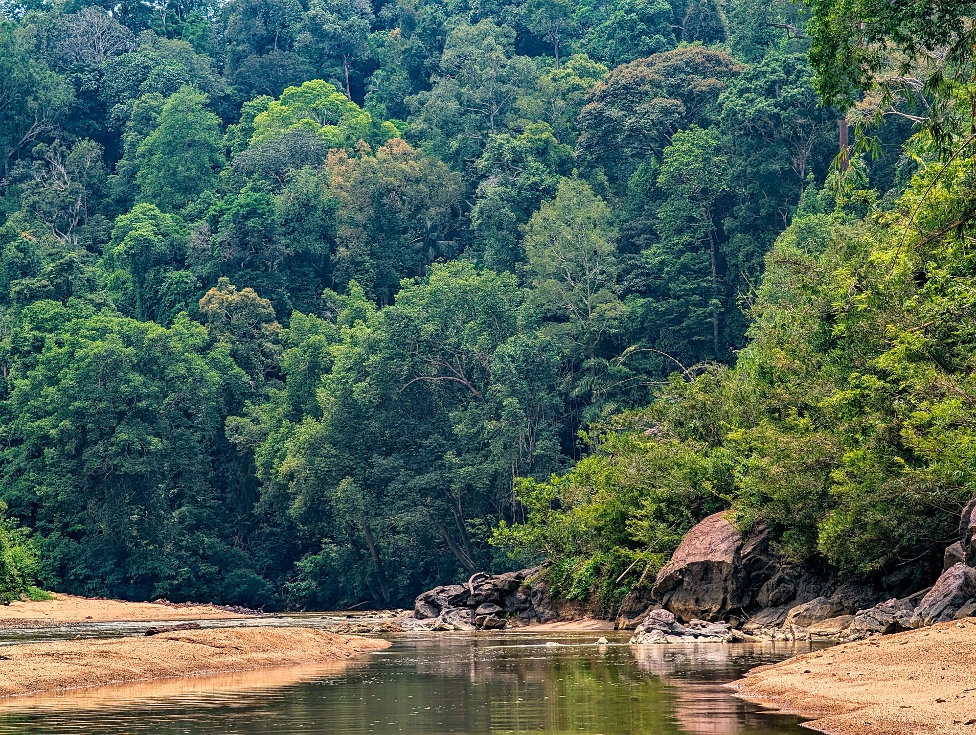 Lush Tropical Rainforest along Tembeling River, Malaysia