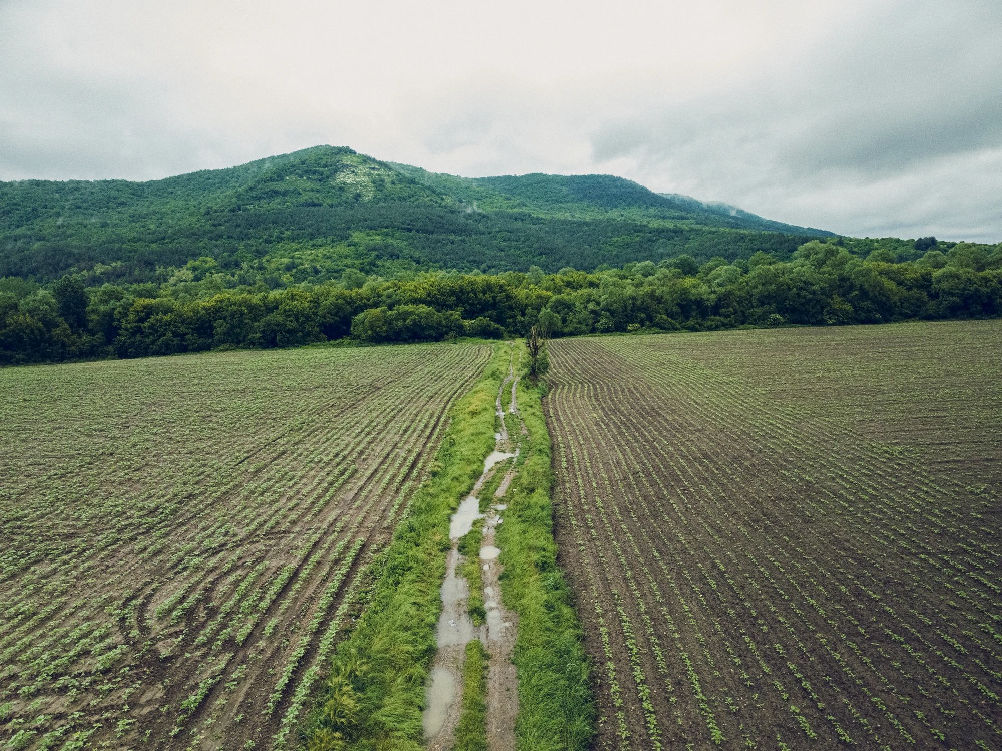 Aerial view of cultivated farmland in a natural landscape